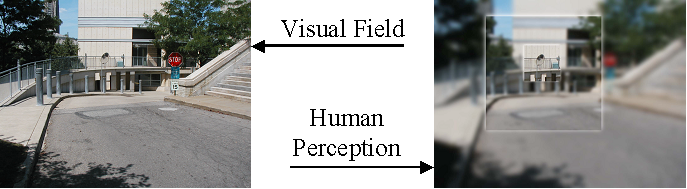 Field of vision and human perception