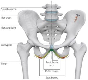 Seat bone area (red) and pubic area (green). Source: www.sq-lab.com