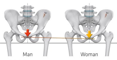 Picture 8 Male and female pubic bone "height" Source: www.sq-lab.com