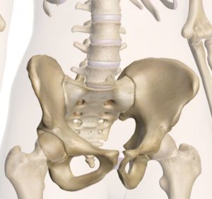 Picture 2 Sit bones Source: http://www.innerbody.com