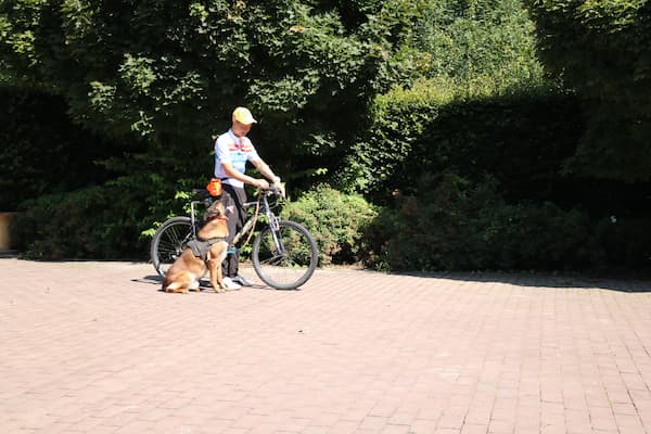 Training a dog to walk next to a bicycle