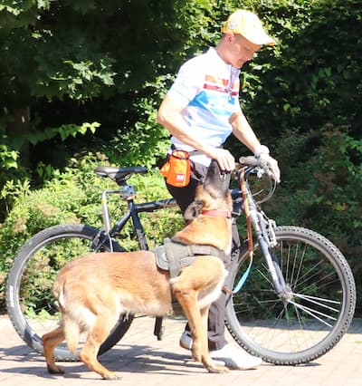 Training a dog to walk next to a bicycle