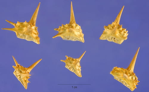Goat's-head (Tribulus terrestris)